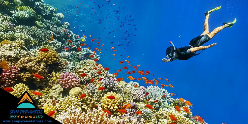 Snorkeling and Diving in Marsa Alam